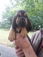 NAPOLEON